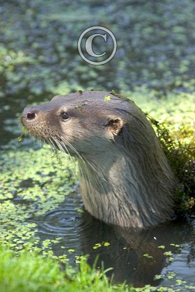 Otter DM0751